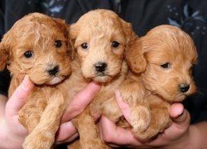 puppies, golden, doggies-688425.jpg