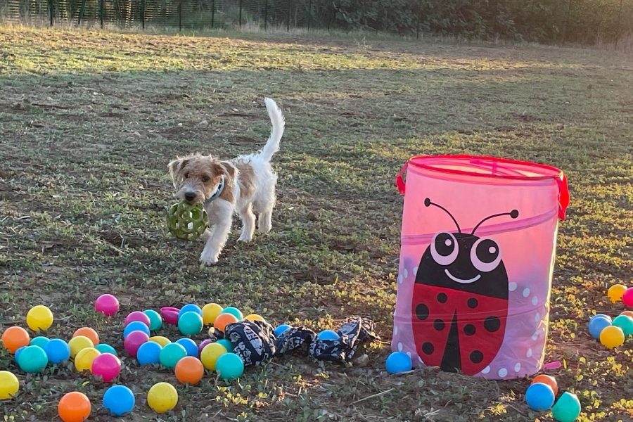 Récréation pour chiots.