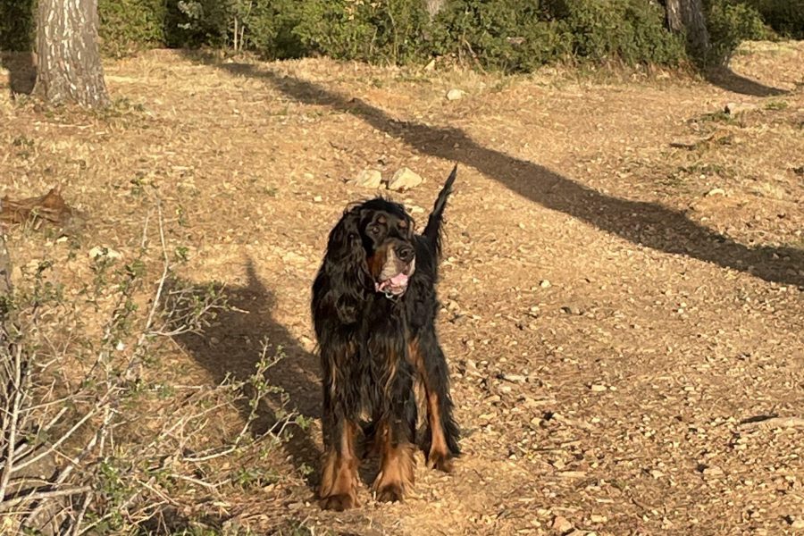 Balade éducative avec votre chien