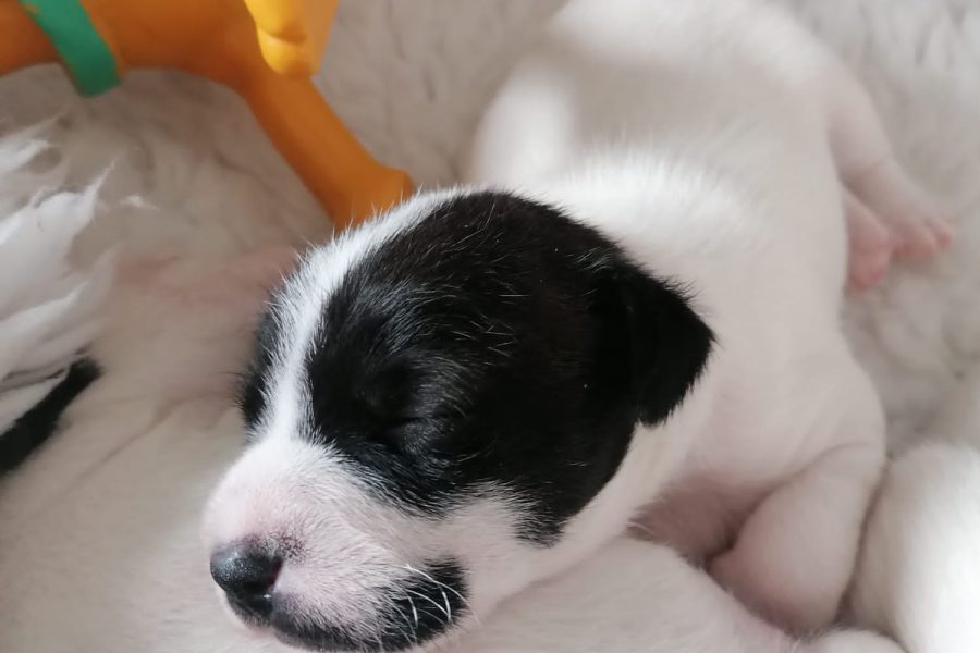 Arrivée d'un chiot dans le foyer.